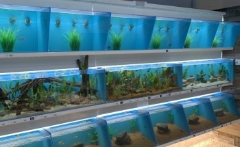 Koi Smart Pond & Aquarium Supply Store