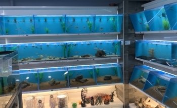 Koi Smart Pond & Aquarium Supply Store