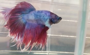 ACUARIO AHIMSA