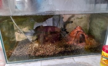 ACUARIO AHIMSA