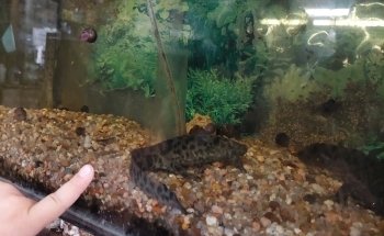 ACUARIO AHIMSA