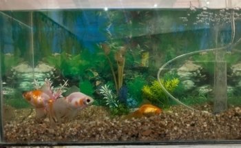 AHIMSA AQUARIUM