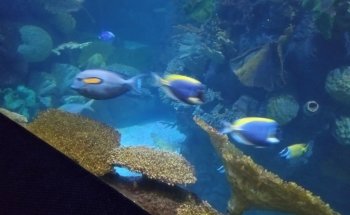 Discovery Reef