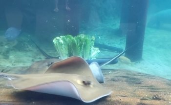 Discovery Reef