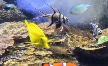 Discovery Reef
