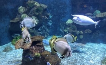 Discovery Reef
