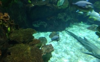 Discovery Reef