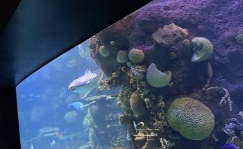 Discovery Reef