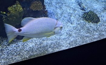 Discovery Reef