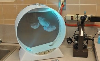 Jellyfish Art