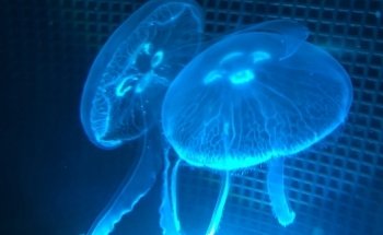 Jellyfish Art