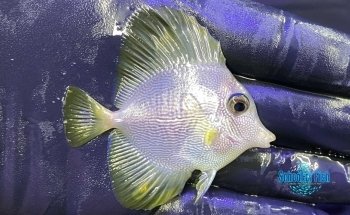School Of Fish