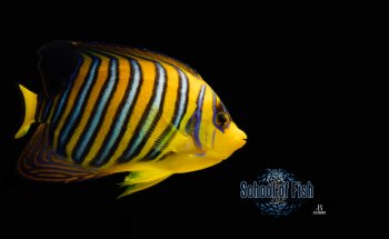 School Of Fish