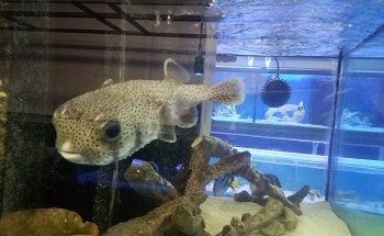 School Of Fish