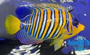 School Of Fish