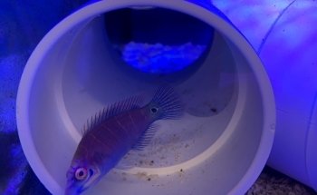 School Of Fish