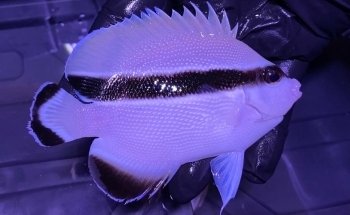 School Of Fish