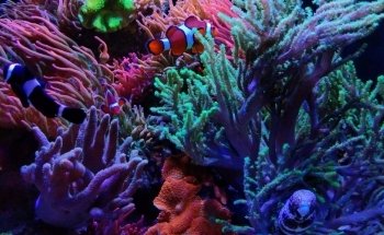 Premier Aquatics