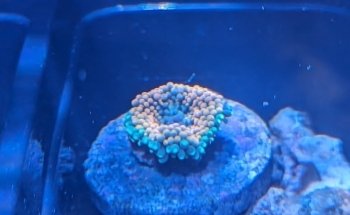 Premier Aquatics