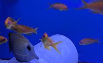 Premier Aquatics