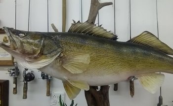 Minnesota Fishing Museum and Hall of Fame