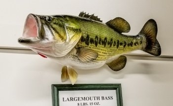 Minnesota Fishing Museum and Hall of Fame