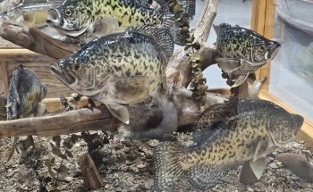 Minnesota Fishing Museum and Hall of Fame