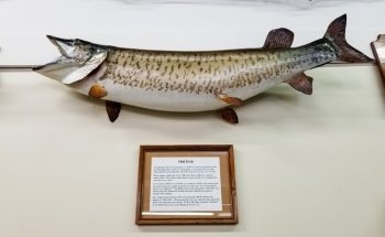 Minnesota Fishing Museum and Hall of Fame