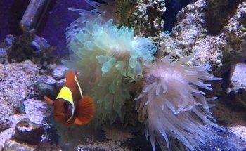 Carson Tropical Fish