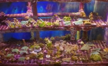 Carson Tropical Fish