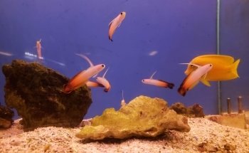Carson Tropical Fish