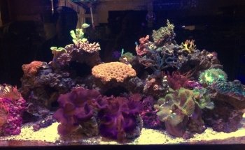 Carson Tropical Fish