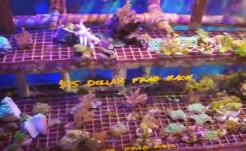 Carson Tropical Fish