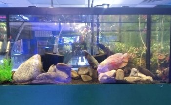 EPIC Corals