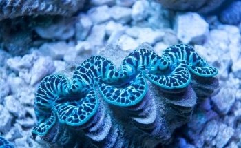 EPIC Corals