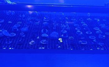 EPIC Corals