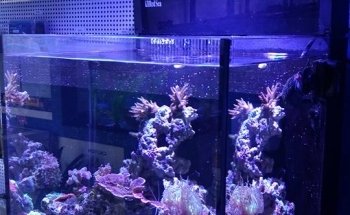 EPIC Corals