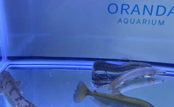 Oranda Aquarium