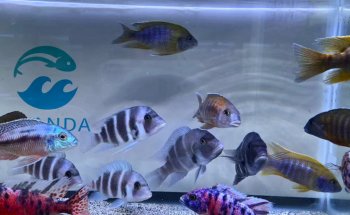 Oranda Aquarium