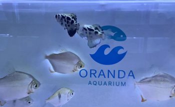 Oranda Aquarium