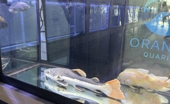 Oranda Aquarium