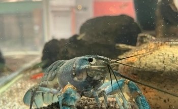 Acuario Hipocampo