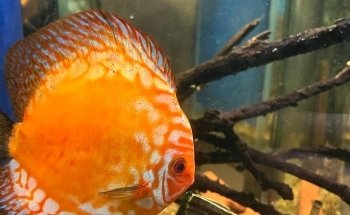 Acuario Hipocampo