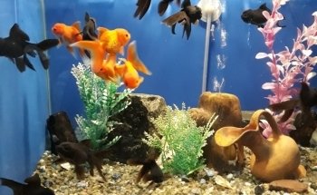 Acuario Hipocampo