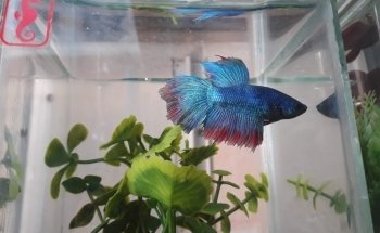 Acuario Hipocampo