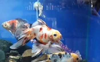 Acuario Hipocampo