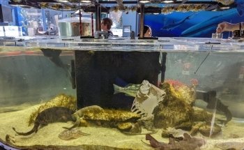 Cabrillo High School Aquarium