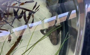 Cabrillo High School Aquarium