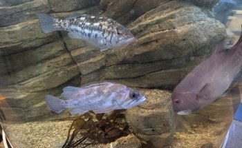 Cabrillo High School Aquarium
