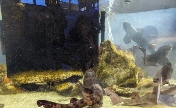 Cabrillo High School Aquarium